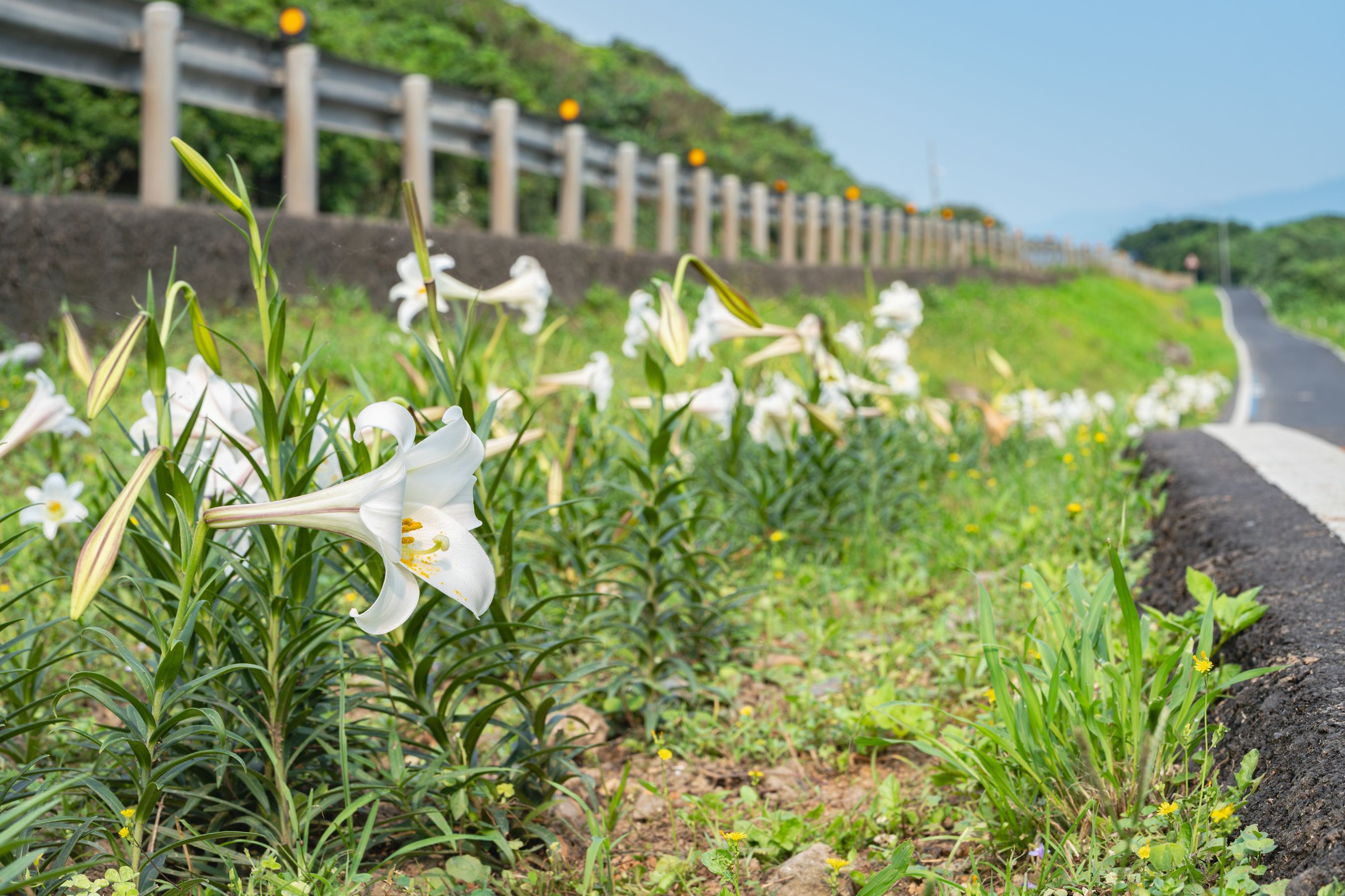 ▲臺灣百合綻放青春山海線 新北復育重現北海岸純白花海。（圖／新北市農業局提供）