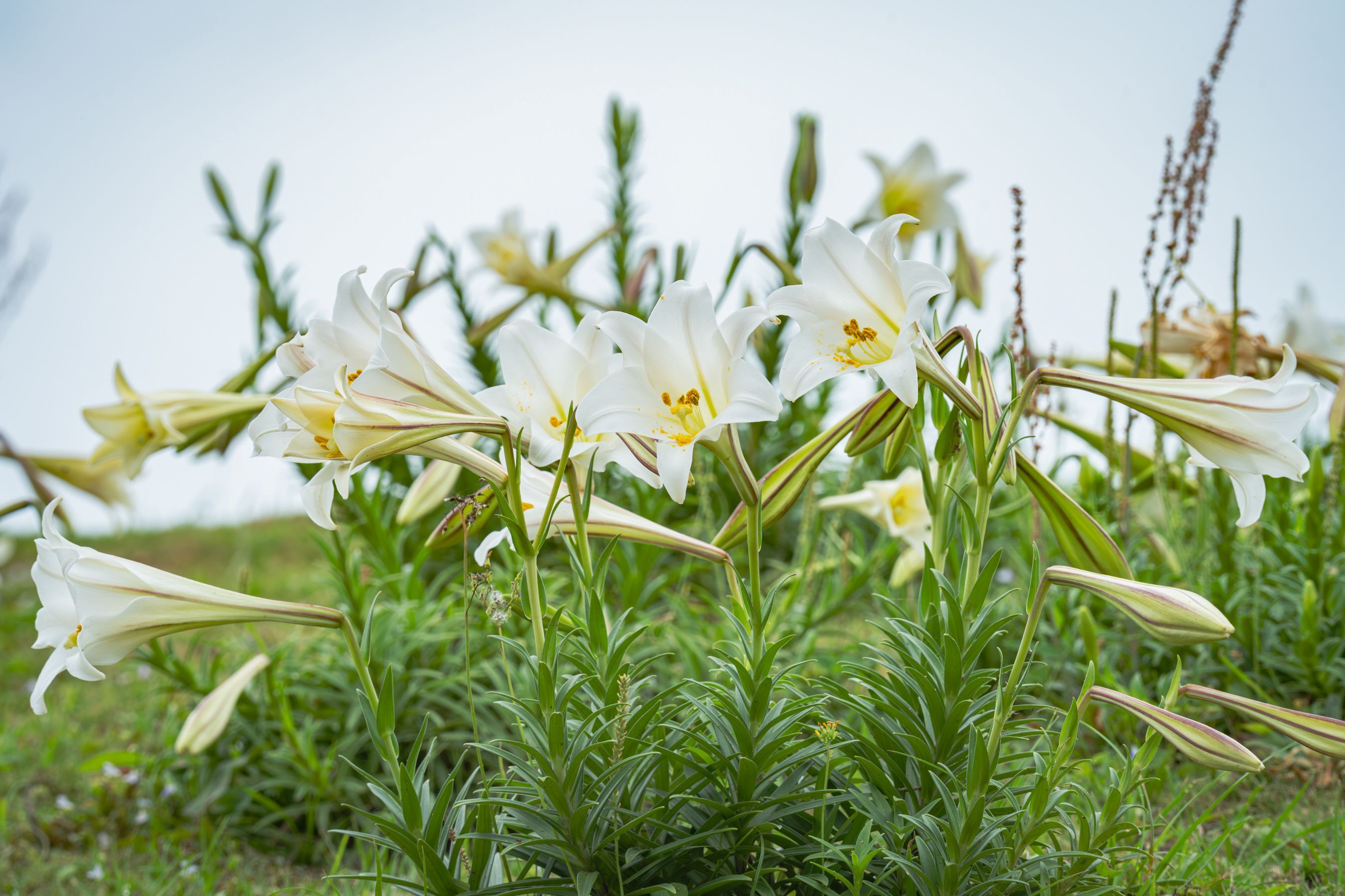 ▲臺灣百合綻放青春山海線 新北復育重現北海岸純白花海。（圖／新北市農業局提供）
