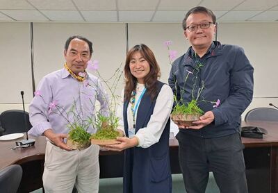 台灣特有種母親花　復興區「巴陵石竹」是泰雅族故鄉記憶
