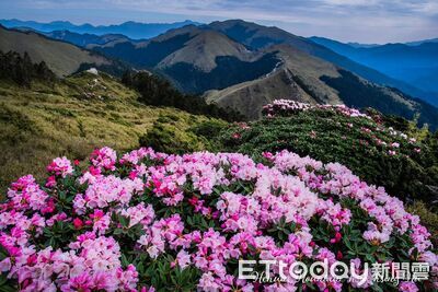 合歡山杜鵑花季到！清境農場推2天1夜深度體驗+母親節限定午餐