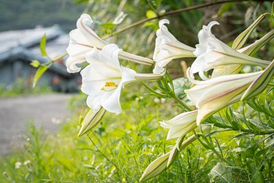 復育台灣百合有成「北海岸現純白花海」　