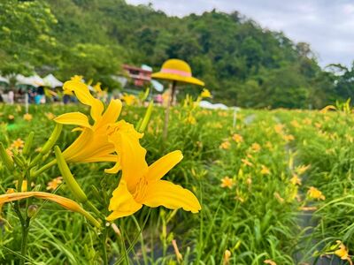 桃園復興區「20萬株金針花」盛放中 還能到山景繡球花園喝咖啡