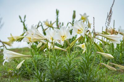 新北復育臺灣百合成果亮眼 青春山海線重現純白花海