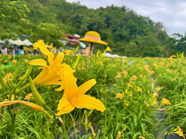 ▲「2026花現台七－繡球金針農遊趣」即日起至5月24日於百吉休閒農業區遊客中心展開。（圖／桃園市農業局提供）