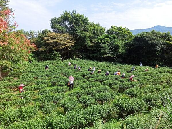 ▲新北文山農場螢火蟲季開跑。（圖／新北市農業局提供）