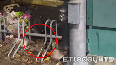 高雄公園淪陷!垃圾桶沒蓋變「米奇餐廳」 議員實拍肥鼠亂竄