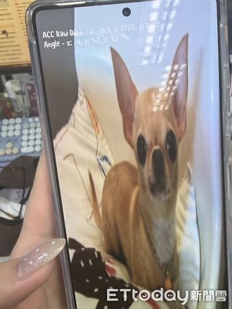 ▲▼三星手機輸入神秘代碼竟出現吉娃娃。（圖／記者吳立言攝）