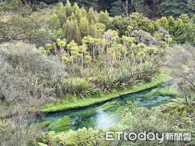 紐西蘭北島「蒂芬妮藍泉」如走入仙境