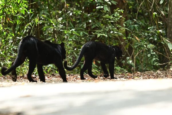 畫面中2隻體型壯碩的黑豹在泰國崗卡章國家公園園內道路旁自然互動、嬉戲甚至出現交配行為。（翻攝自Kaeng Krachan National Park FB）