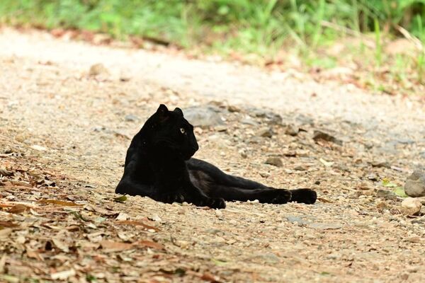 珍貴直擊！野生黑豹路邊放閃「恩愛」　影像流出震撼保育單位