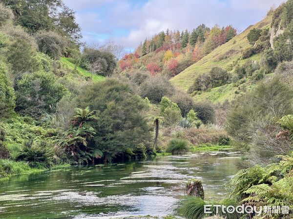 ▲藍泉Blue Spring,紐西蘭景點,北島景點,懷卡托。（圖／記者彭懷玉攝）