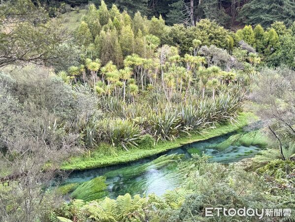 ▲藍泉Blue Spring,紐西蘭景點,北島景點,懷卡托。（圖／記者彭懷玉攝）