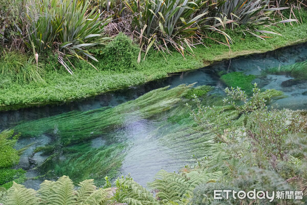 ▲藍泉Blue Spring,紐西蘭景點,北島景點,懷卡托。（圖／記者彭懷玉攝）