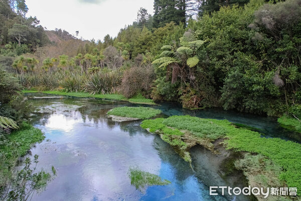 ▲藍泉Blue Spring,紐西蘭景點,北島景點,懷卡托。（圖／記者彭懷玉攝）