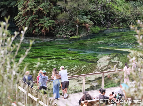 ▲藍泉Blue Spring,紐西蘭景點,北島景點,懷卡托。（圖／記者彭懷玉攝）
