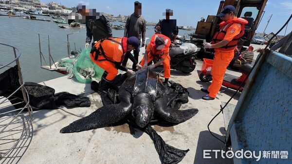 ▲▼全球極危「海洋巨獸」現蹤嘉義！　漁民捕到200公斤革龜海巡大驚。（圖／記者翁伊森翻攝）