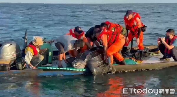 ▲▼全球極危「海洋巨獸」現蹤嘉義！　漁民捕到200公斤革龜海巡大驚。（圖／記者翁伊森翻攝）