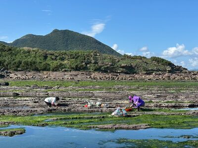 東北角限定「海上彩毯」登場 石花菜曝曬成打卡熱點