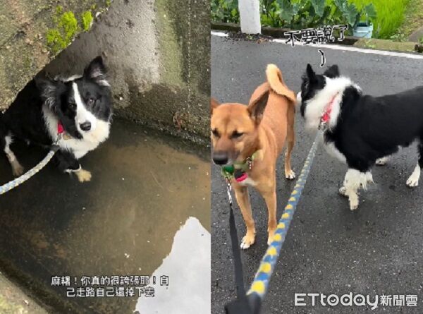▲。（圖／有點毛毛的／Emma Kuo提供）