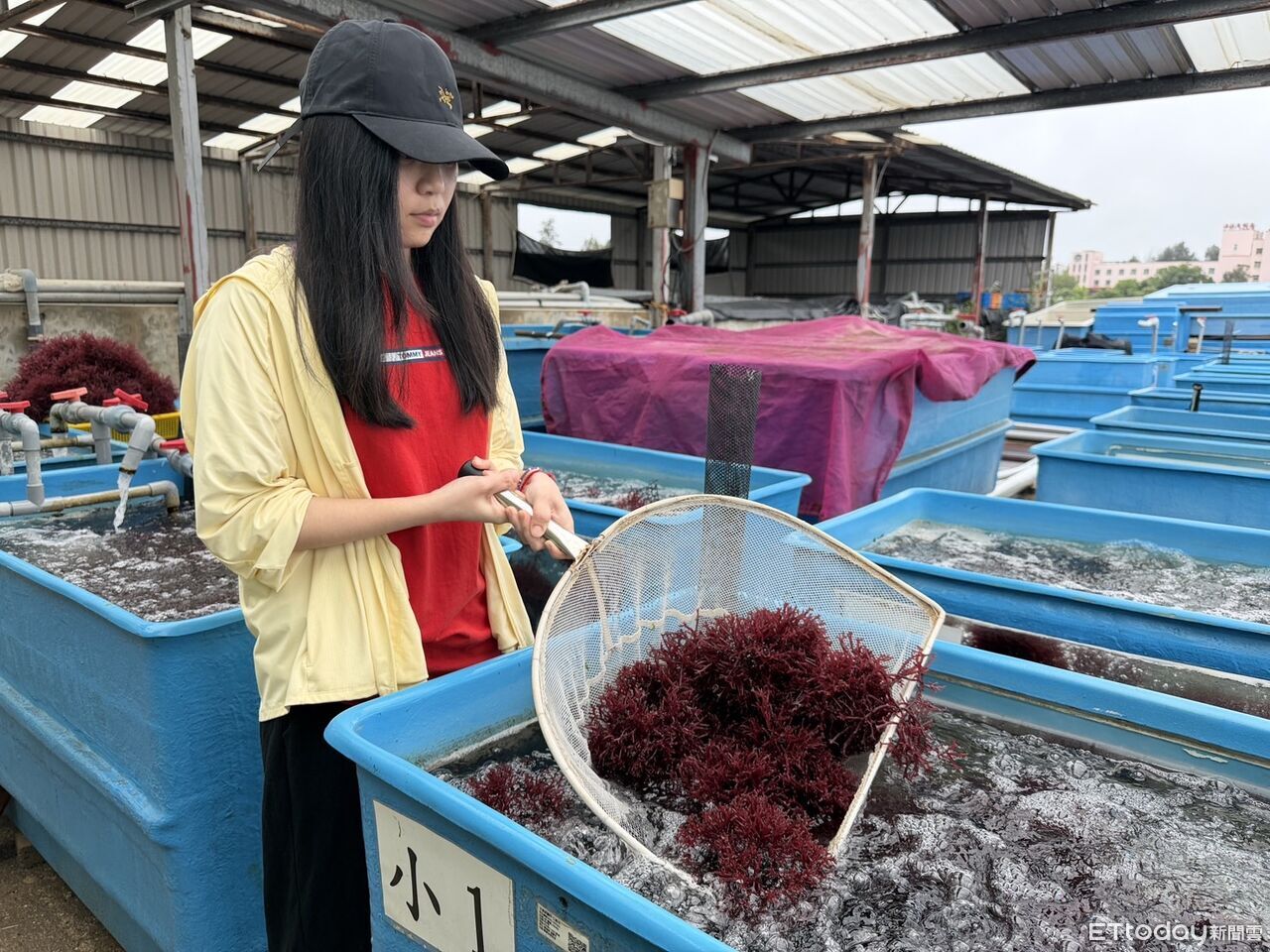 金門水試所麒麟菜限量開賣 300克150元邀民眾嚐鮮