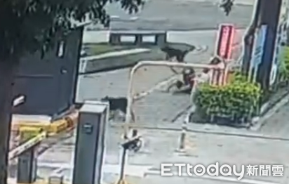 ▲飼主與狗狗出門未牽繩釀婦人跌倒。（圖／民眾提供）