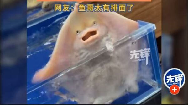 ▲▼ 大陸「噴水魚」哭哭求生            。（圖／翻攝 先鋒）