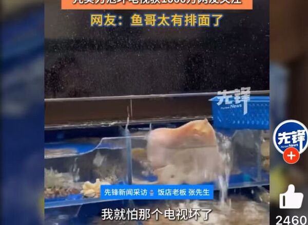 ▲▼ 大陸「噴水魚」哭哭求生            。（圖／翻攝 先鋒）
