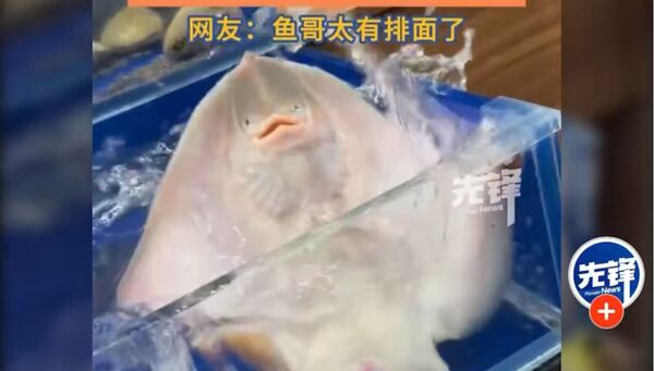 ▲▼ 大陸「噴水魚」哭哭求生            。（圖／翻攝 先鋒）
