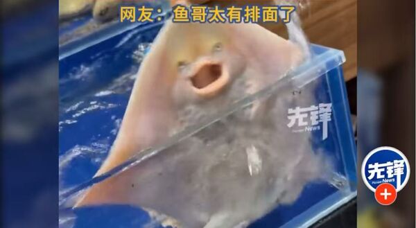 ▲▼ 大陸「噴水魚」哭哭求生            。（圖／翻攝 先鋒）