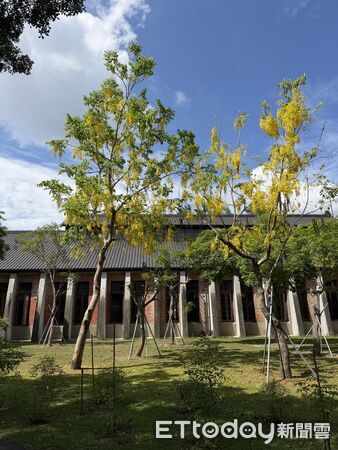 ▲台南山上花園水道博物館鳳凰花季登場，密林區樹齡近60年的鳳凰木「花王」今年再現滿開盛況。（記者林東良翻攝，下同）