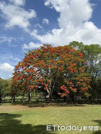 ▲台南山上花園水道博物館鳳凰花季登場，密林區樹齡近60年的鳳凰木「花王」今年再現滿開盛況。（記者林東良翻攝，下同）