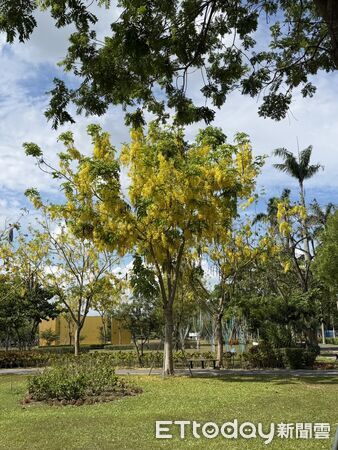 ▲台南山上花園水道博物館鳳凰花季登場，密林區樹齡近60年的鳳凰木「花王」今年再現滿開盛況。（記者林東良翻攝，下同）