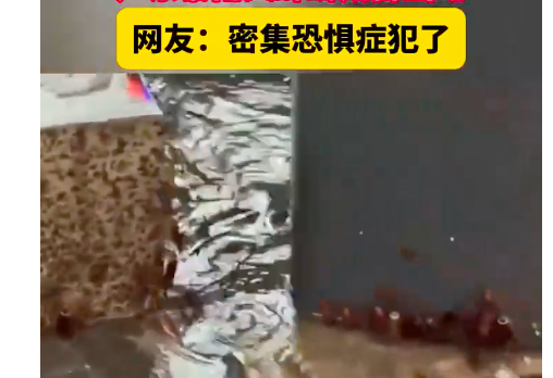 暴雨夾擊!廣東逼出「蟑螂密集恐懼症」 湖北防汛連發37次警報