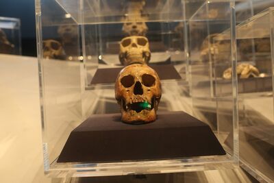 「6顆牙齒」解開40萬年前基因密碼 直立人與現代人有何關聯?