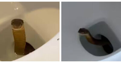 掀馬桶蓋瞬間頭皮炸裂！劇毒眼鏡王蛇突竄出　遊客尖叫逃命