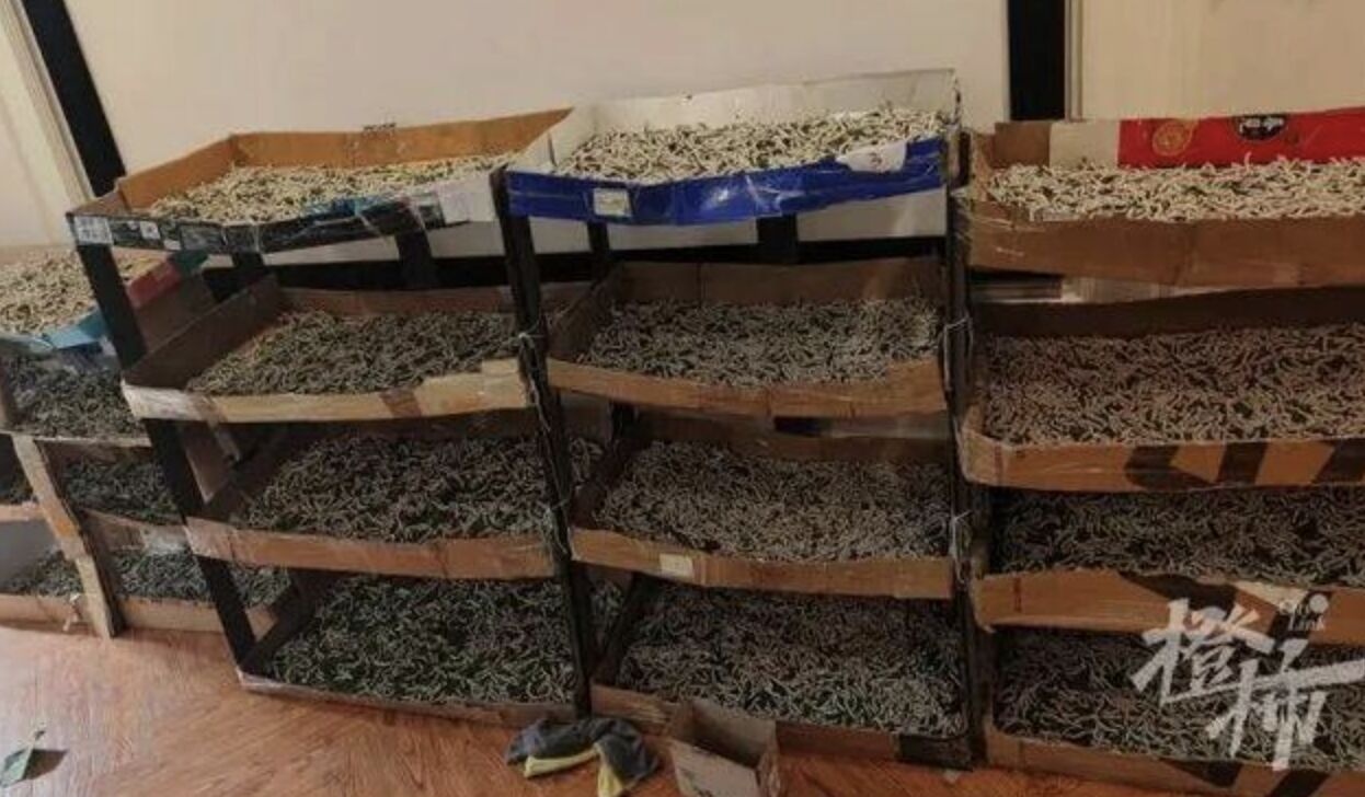 ▲武漢一名6歲男孩在家裡支持下嘗試養蠶自製蠶絲被。（圖／翻攝都市快報）