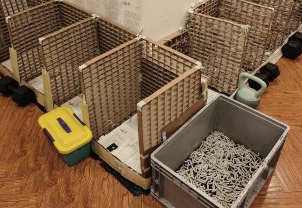 ▲武漢一名6歲男孩在家裡支持下嘗試養蠶自製蠶絲被。（圖／翻攝都市快報）