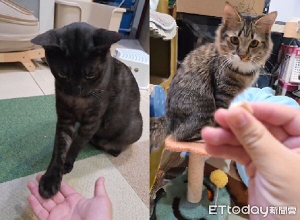 鏟屎官舉行握爪爪訓練　「資優生VS.放牛班」智商肉眼可見