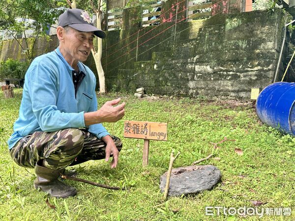 ▲▼藏身新北烏來山林的神秘景點「德拉楠文化營」，可深入體驗泰雅族文化。（圖／記者林育綾攝）