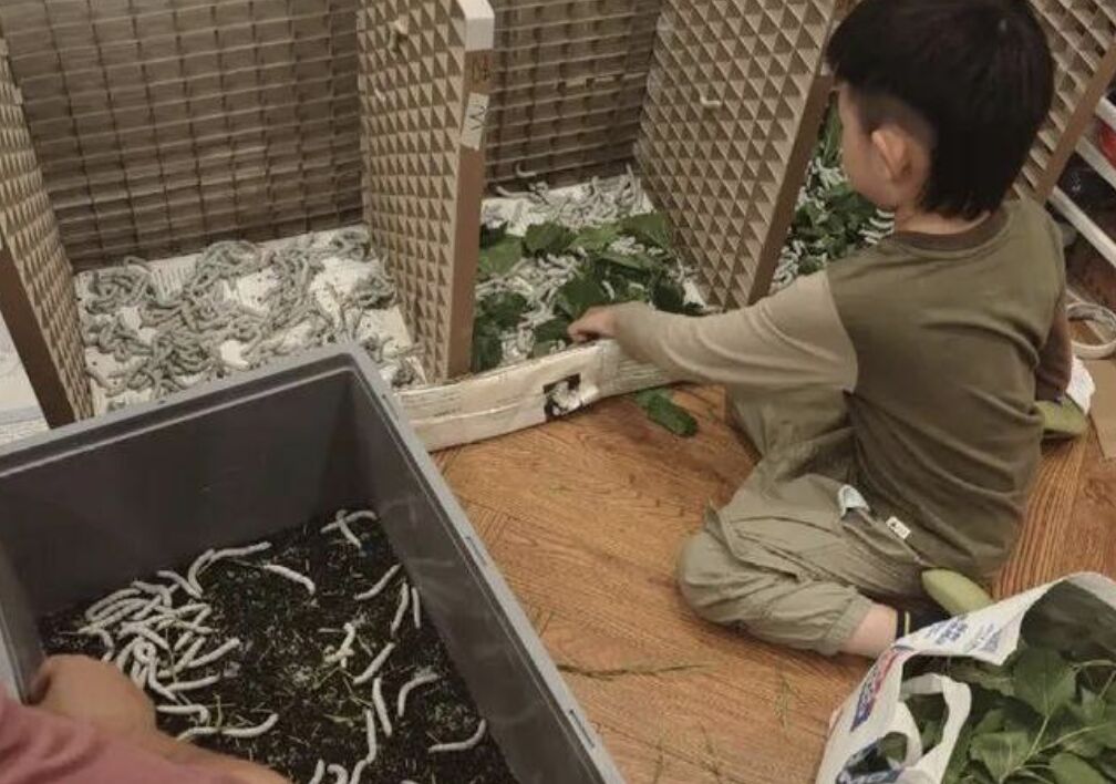 密集恐懼退散!兒子想做蠶絲被 家人網購1.2萬隻蠶寶寶...媽媽崩潰