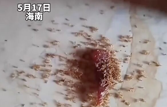 ▲肉乾零食掉地上被螞蟻群聚啃食，不久後，螞蟻竟全部死亡。（圖／翻攝大象新聞）