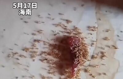 陸孩童肉乾掉地上螞蟻吃掉全死光　疑防腐劑和增香劑搭配成殺蟲餌劑