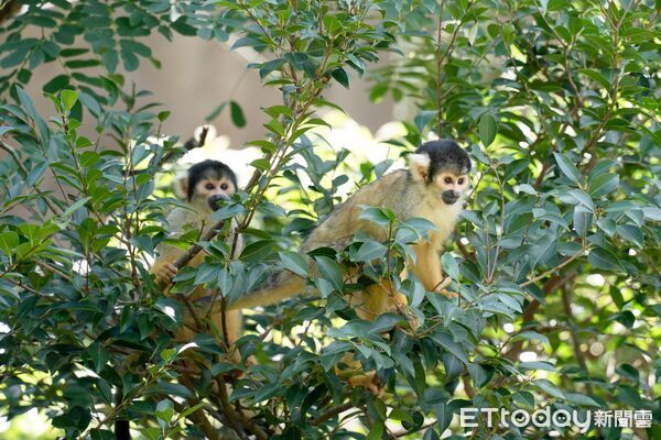 ▲。（圖／臺北市立動物園提供）