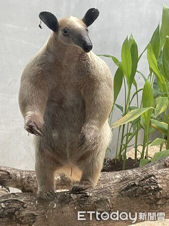 ▲。（圖／臺北市立動物園提供）