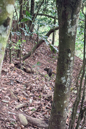 ▲▼大坑2號登山步道。（圖／部落客飛天璇的口袋授權提供）