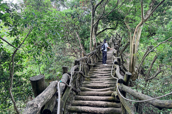 ▲▼大坑2號登山步道。（圖／部落客飛天璇的口袋授權提供）