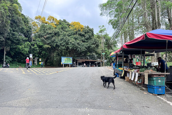▲▼大坑2號登山步道。（圖／部落客飛天璇的口袋授權提供）