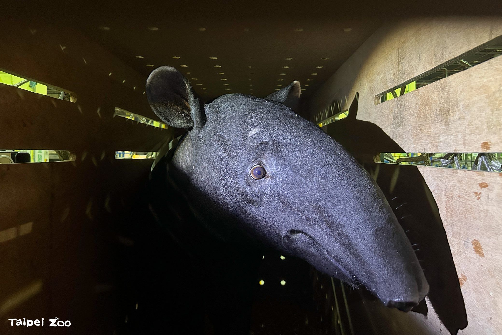 ▲新加坡交換生520抵台！　馬來貘星星「Bintang」加入台北大家庭。（圖／台北市立動物園提供）