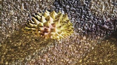 慢跑到一半！泰女突遭惡煞「拿榴槤殼狂砸」打到滿臉血