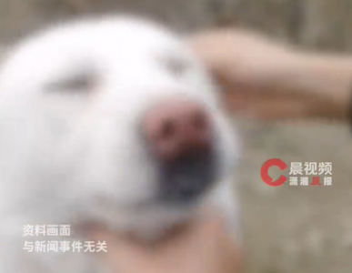 陸姊弟患狂犬病！　11歲姊姊怕被責罵竟「隱忍病情至身亡」